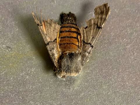 img10: Motte aus dem Gehäuse